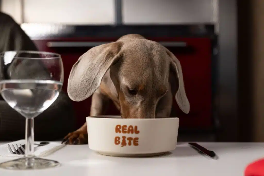 La mejor comida para perros de Canarias tiene nombre: Real Bite 1 La mejor comida para perros de Canarias tiene nombre: Real Bite Barf canarias comida para perros en canarias y en tenerife real bite